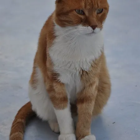 Milos * アダマス